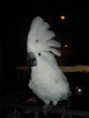 /album/cacatua/cacatua-3-jpg/